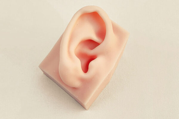 conducto auditivo 01 External auditory canal model (left side)