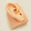 conducto auditivo 02 External auditory canal model (left side)