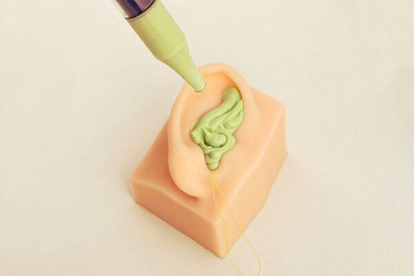 conducto auditivo 03 External auditory canal model (left side)