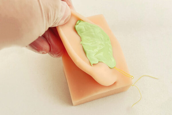 conducto auditivo 04 External auditory canal model (left side)