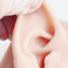 conducto auditivo 06 External auditory canal model (left side)