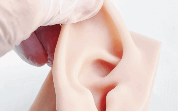 conducto auditivo 06 External auditory canal model (left side)