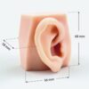 conducto auditivo 09 External auditory canal model (left side)