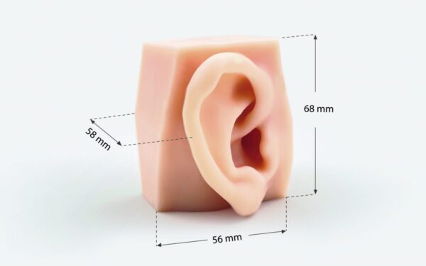 conducto auditivo 09 External auditory canal model (left side)