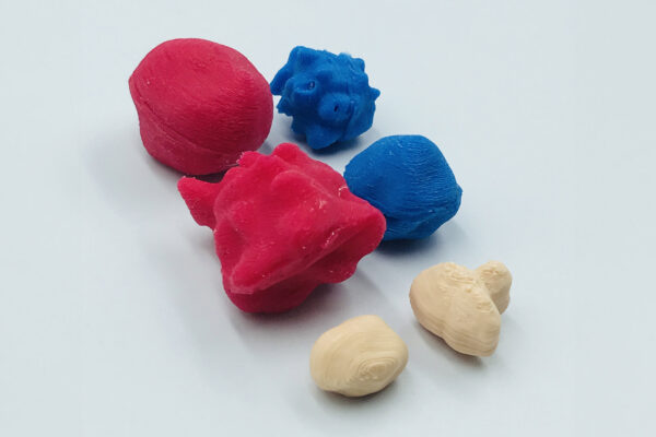 Breast Simulator (2 In 1)