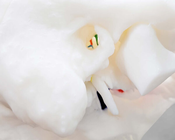 inner_ear_03 Inner ear simulator